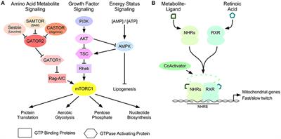 Metabolic Networks Influencing Skeletal Muscle Fiber Composition